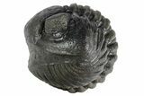 Wide, Enrolled Pedinopariops Trilobite - Excellent Eyes #347740-2